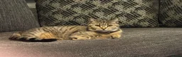 British Shorthair cats for sale: Millie tabby British shorthair  - Advert 2