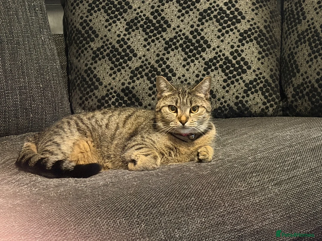British Shorthair cats for sale: Millie tabby British shorthair  - Advert 2