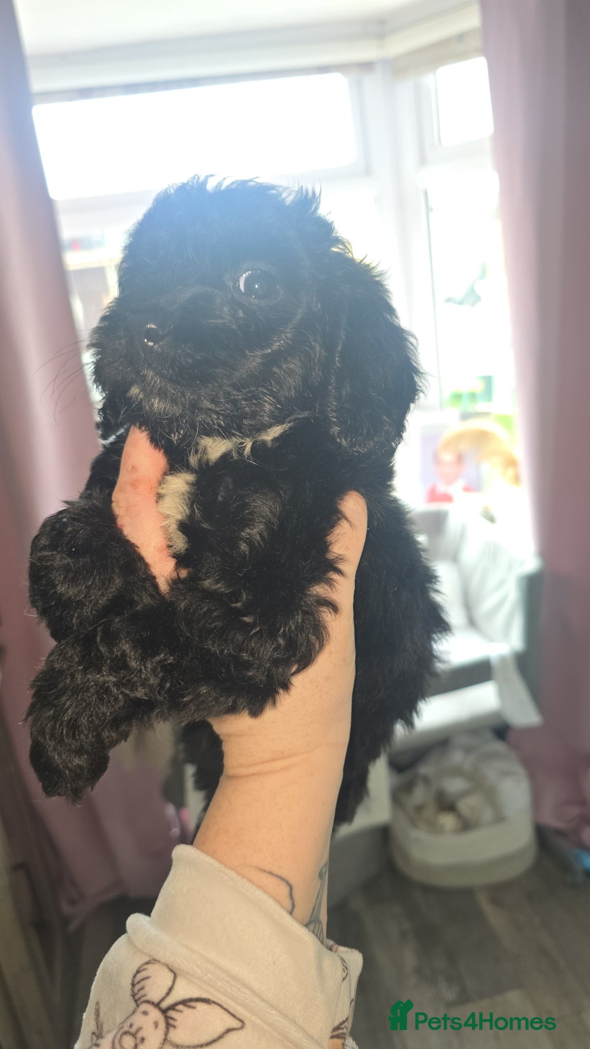 Cockapoo dogs Beautiful cockapoo  - Advert 2