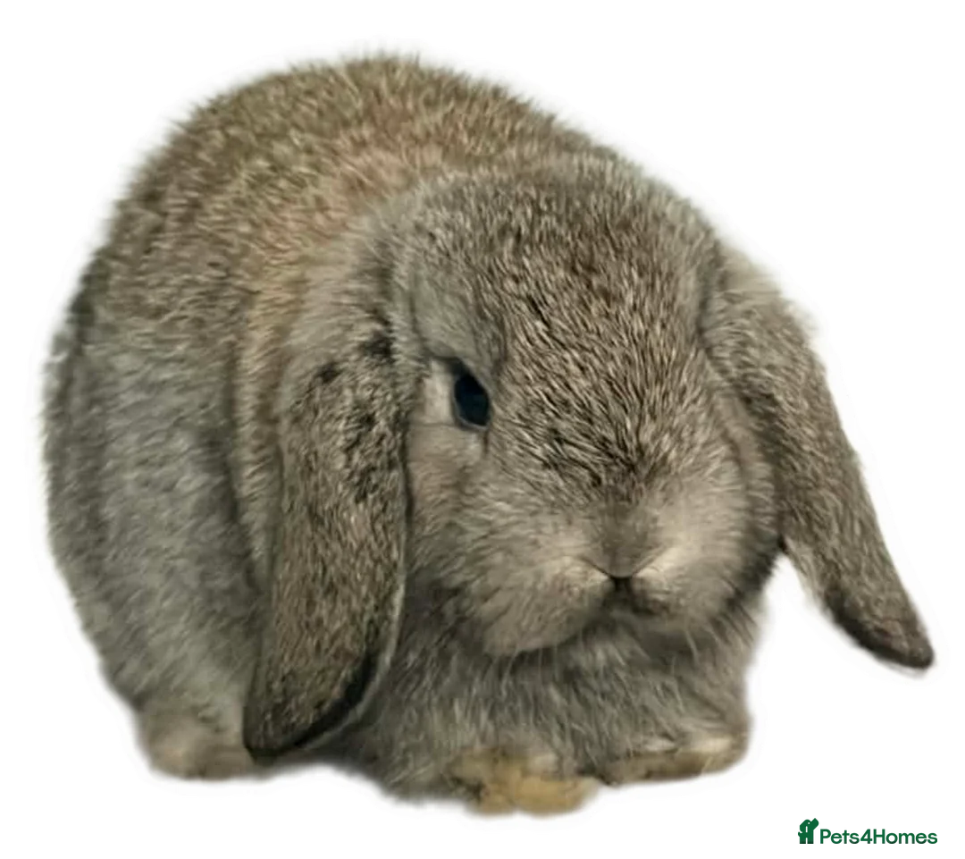 Mini Lop rabbits for sale: Mini lop  - Advert 1