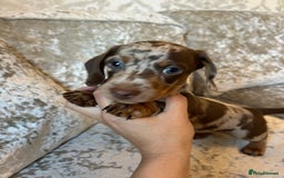 Dachshund dogs for sale: Dachshund puppies  - Image 18