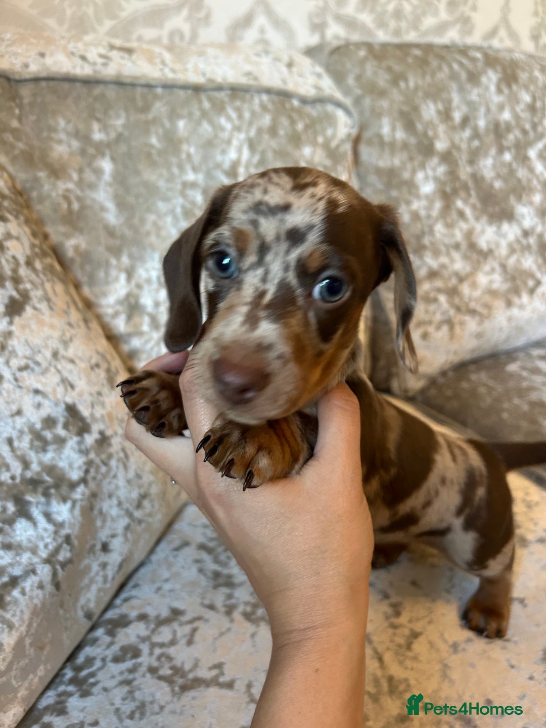 Dachshund dogs for sale: Dachshund puppies  - Image 18
