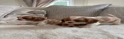 Cavalier King Charles Spaniel dogs for sale: Cavalier King Charles pups - Advert 11