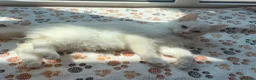 Ragdoll cats for sale: Ragdolls ready for new homes  - Advert 8
