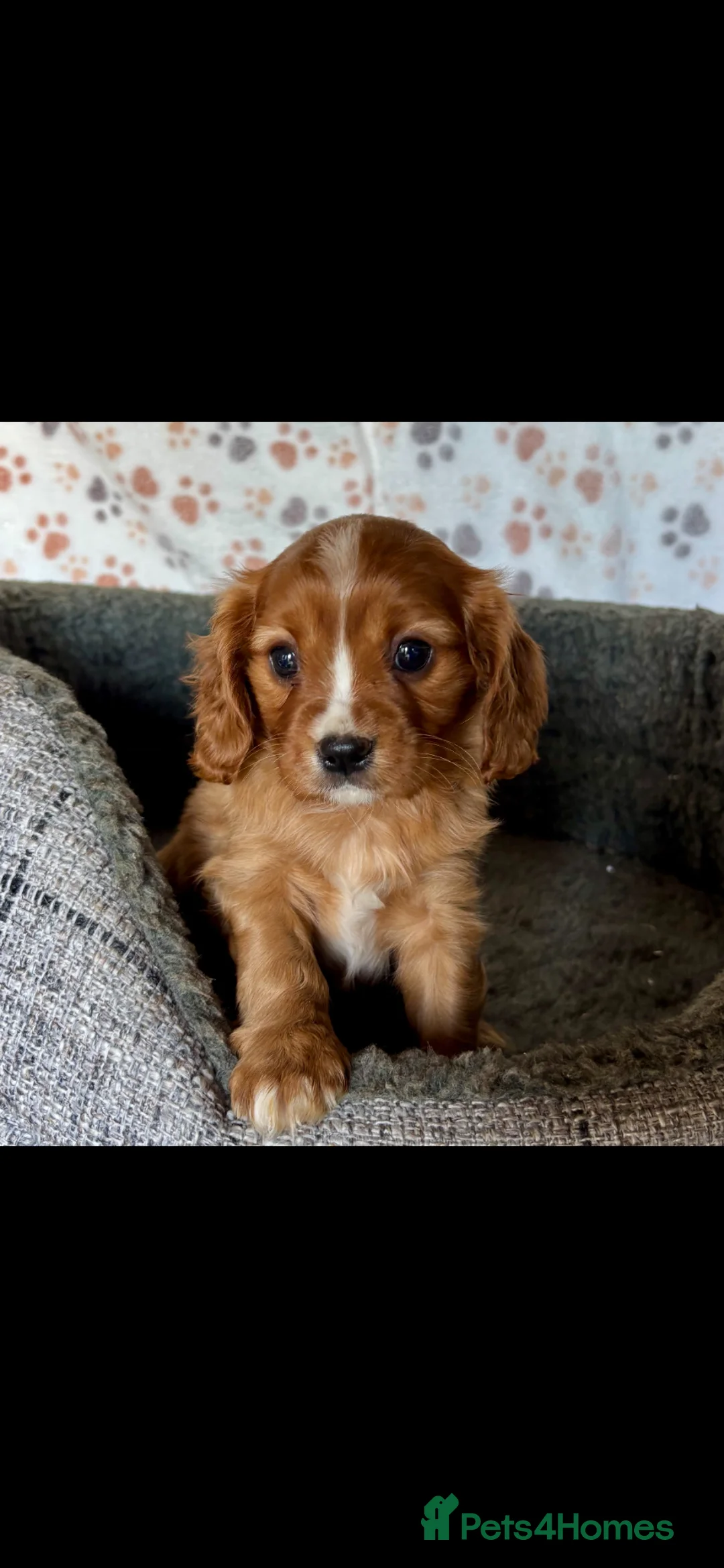 Cavalier King Charles Spaniel dogs for sale: Beautiful ruby boy looking for forever home - Advert 1