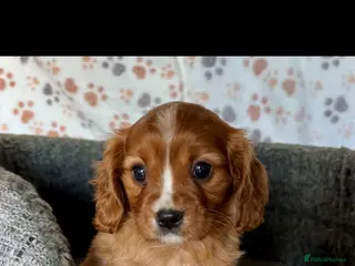 Cavalier King Charles Spaniel dogs Beautiful ruby boy looking for forever home - Advert 4