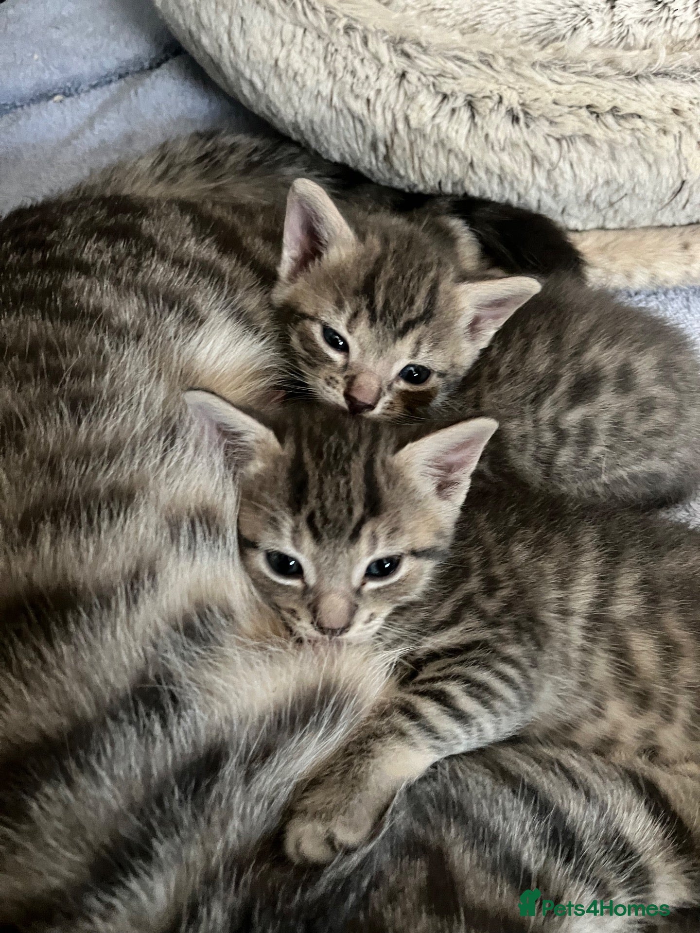 Mixed Breed cats 6 x grey tabby 1 x white - Advert 1