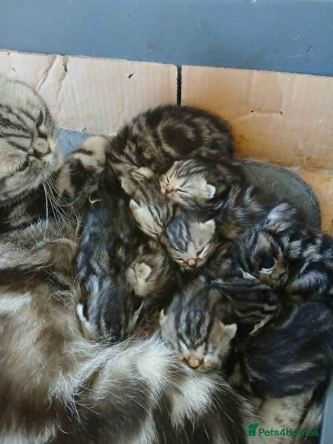 British Shorthair cats for sale: Bsh. Silver Tabby Classic .GCCF . - Advert 9