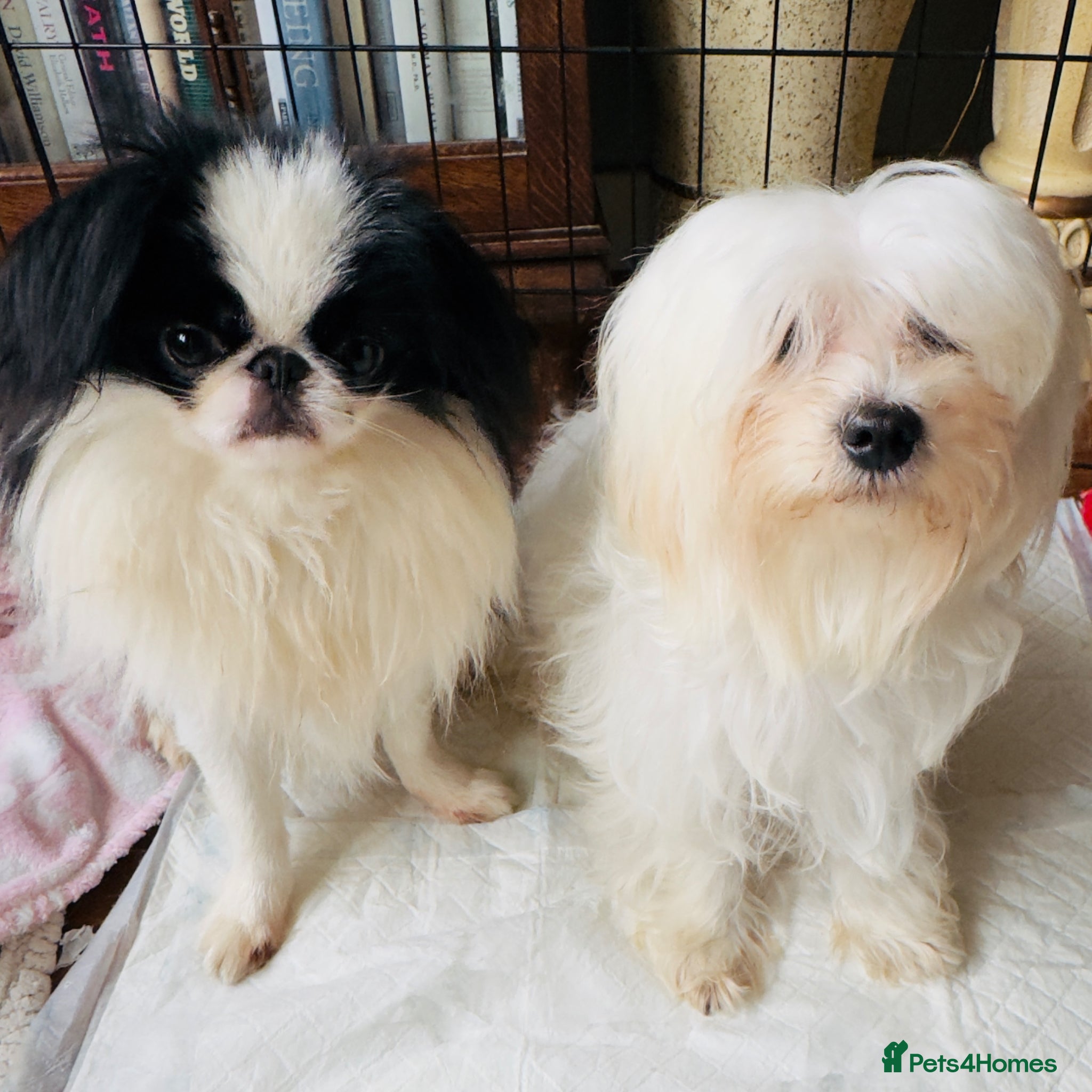 Mixed Breed dogs Japanese chin - Advert 4