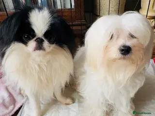 Mixed Breed dogs Japanese chin - Advert 4