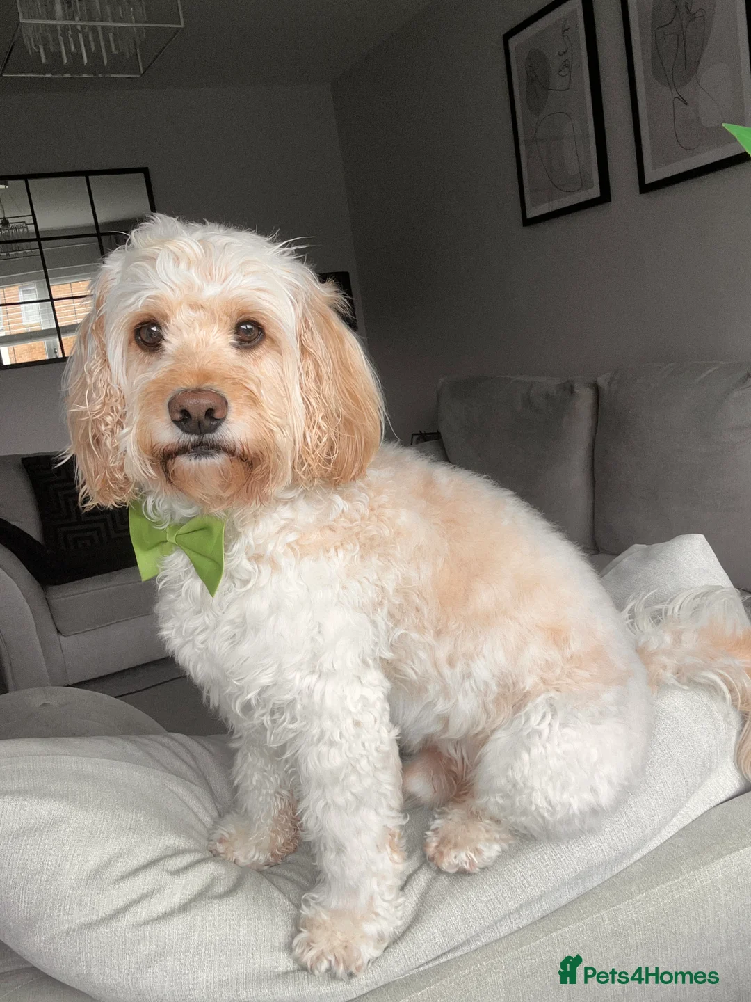Cockapoo dogs for stud: Beautiful apricot cockapoo for stud in Hartlepool - Advert 23