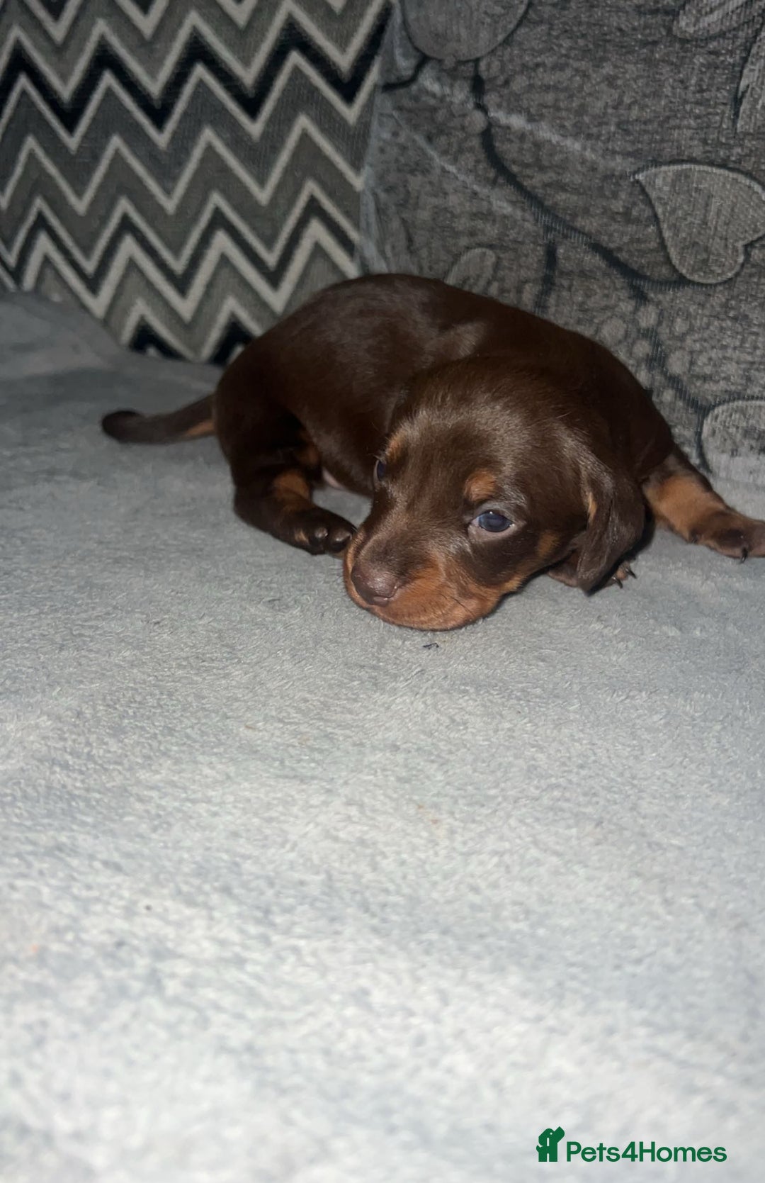 Miniature Dachshund dogs for sale: Mini dauchunds puppies - Advert 4