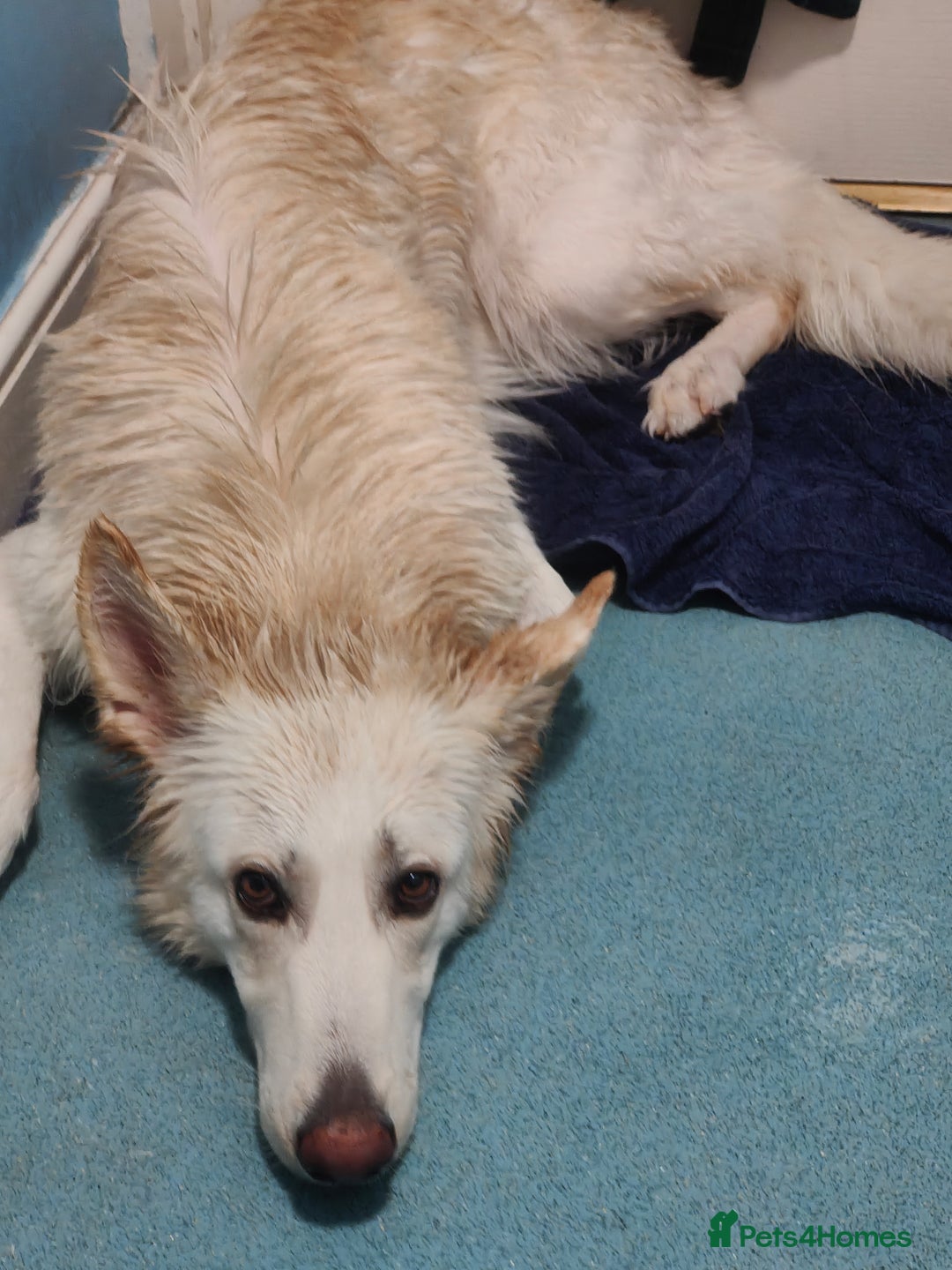 German Shepherd dogs for sale: Edie  - Advert 4