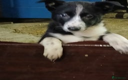 Border Collie dogs for sale: Sheepdog puppies - Image 8