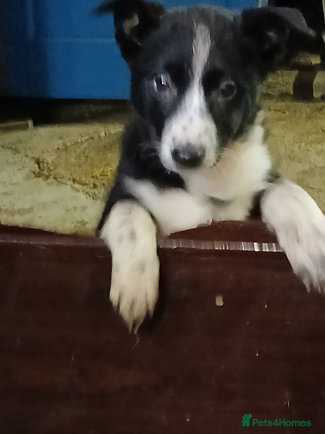 Border Collie dogs for sale: Sheepdog puppies - Image 8