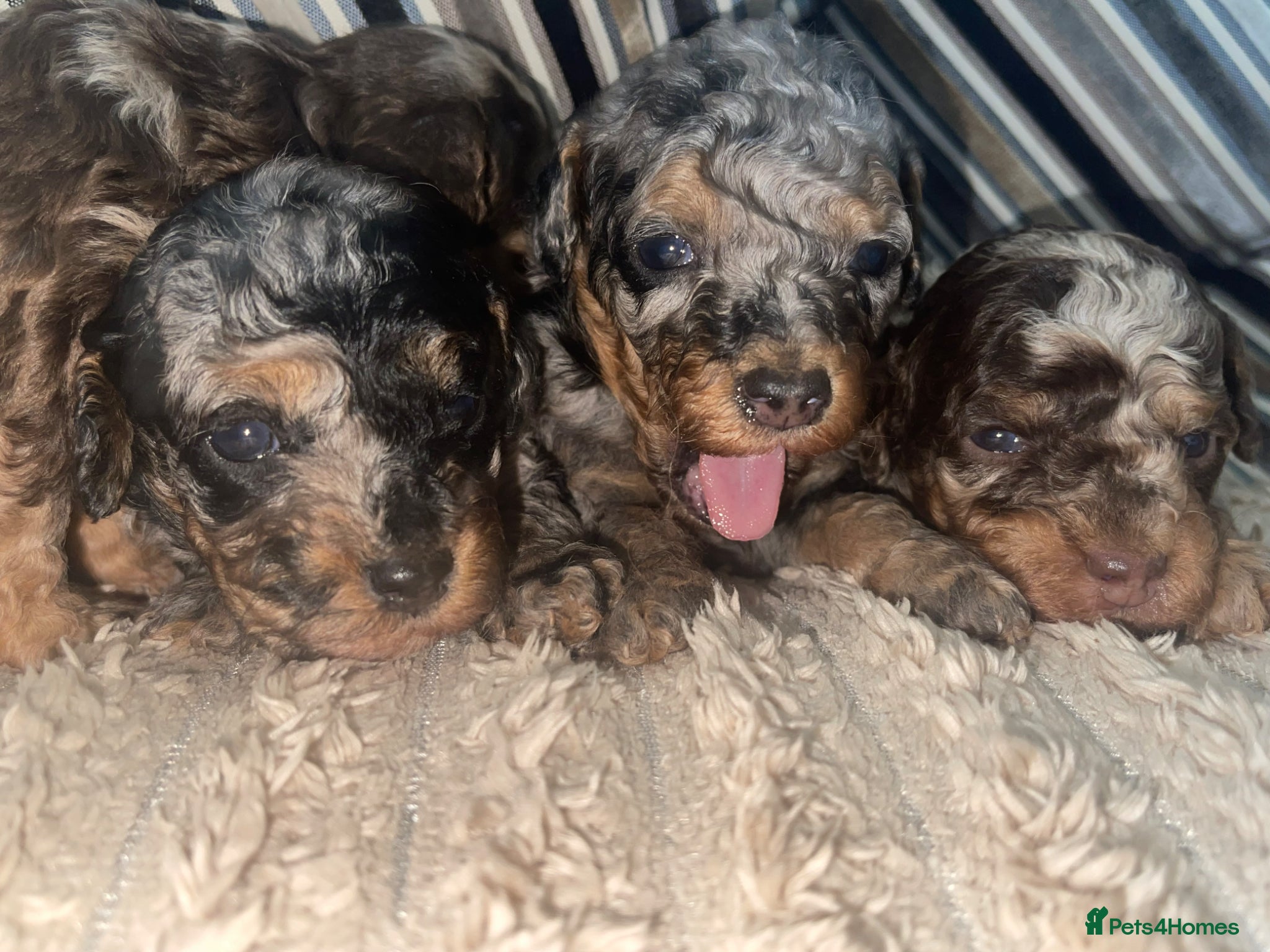 Cockapoo dogs Cockapoo puppies  - Advert 2