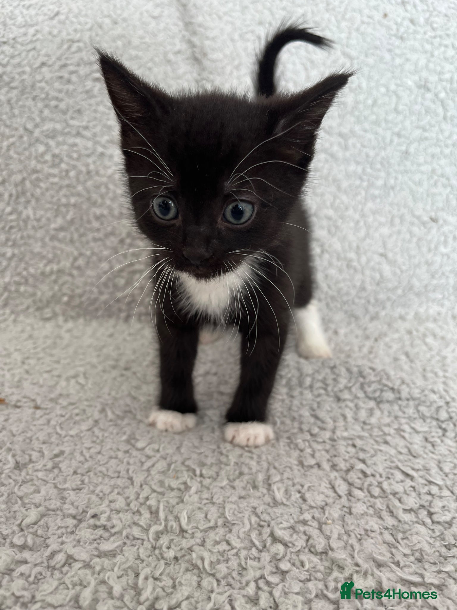Mixed Breed cats for sale: 3 Lovely Kittens - Advert 1