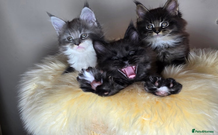 Maine Coon cats - Advert 7
