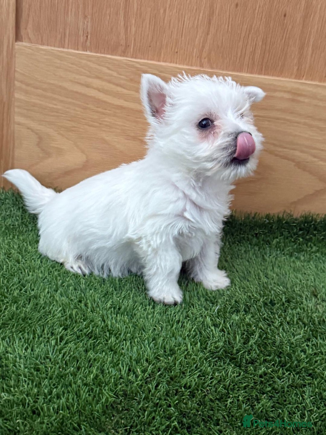 Miniature Westiepoo Westiepoo Nz West Highland Terrier Puppies For Sale In  Bishop Auckland, County