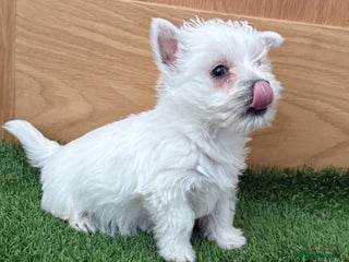 West Highland Terrier dogs KC West Highland Terriers 🧬 Health Tested Parents - Advert 4