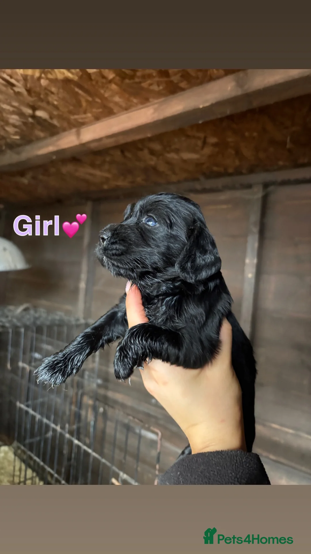 Cockapoo dogs for sale: Cocker spaniel puppies💕 in Llanelli - Advert 2