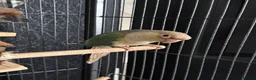 Conures birds for sale: Turquoise Pineapple Green-cheeked Conure for sale. - Advert 1