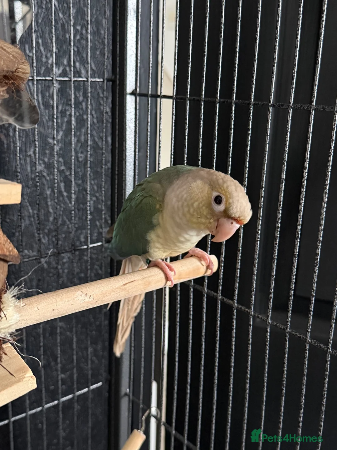 Conures birds for sale: Turquoise Pineapple Green-cheeked Conure for sale. - Advert 1