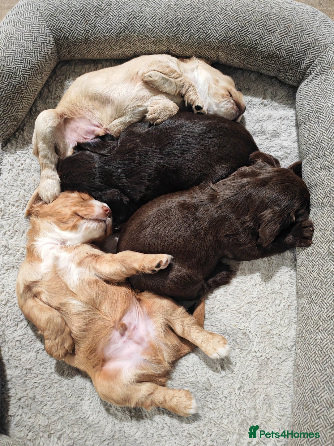 Cocker Spaniel dogs for sale: Pure Working Cocker Spaniel Puppies - Advert 15