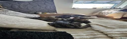 Mixed Breed cats for sale: Minnie and Stanley  in Poulton-le-Fylde - Advert 4
