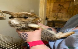 Netherland Dwarf rabbits for sale: Netherland Dwarf / Minilop  - Image 4