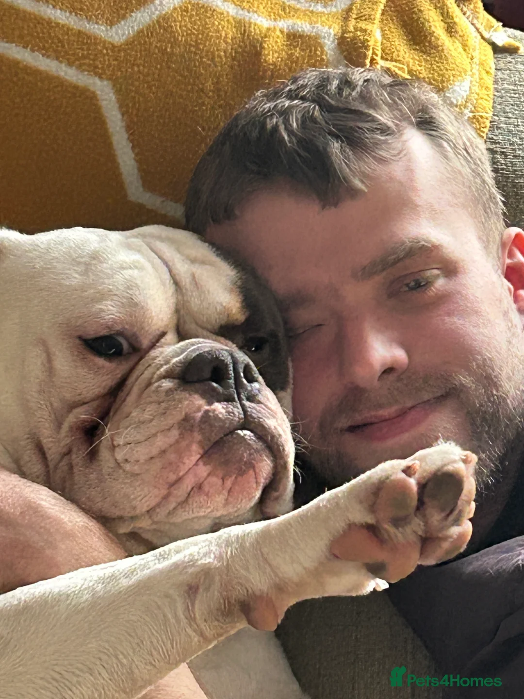 Dorset Olde Tyme Bulldogge dogs for sale: Olde Tyne English Bulldog - Advert 3