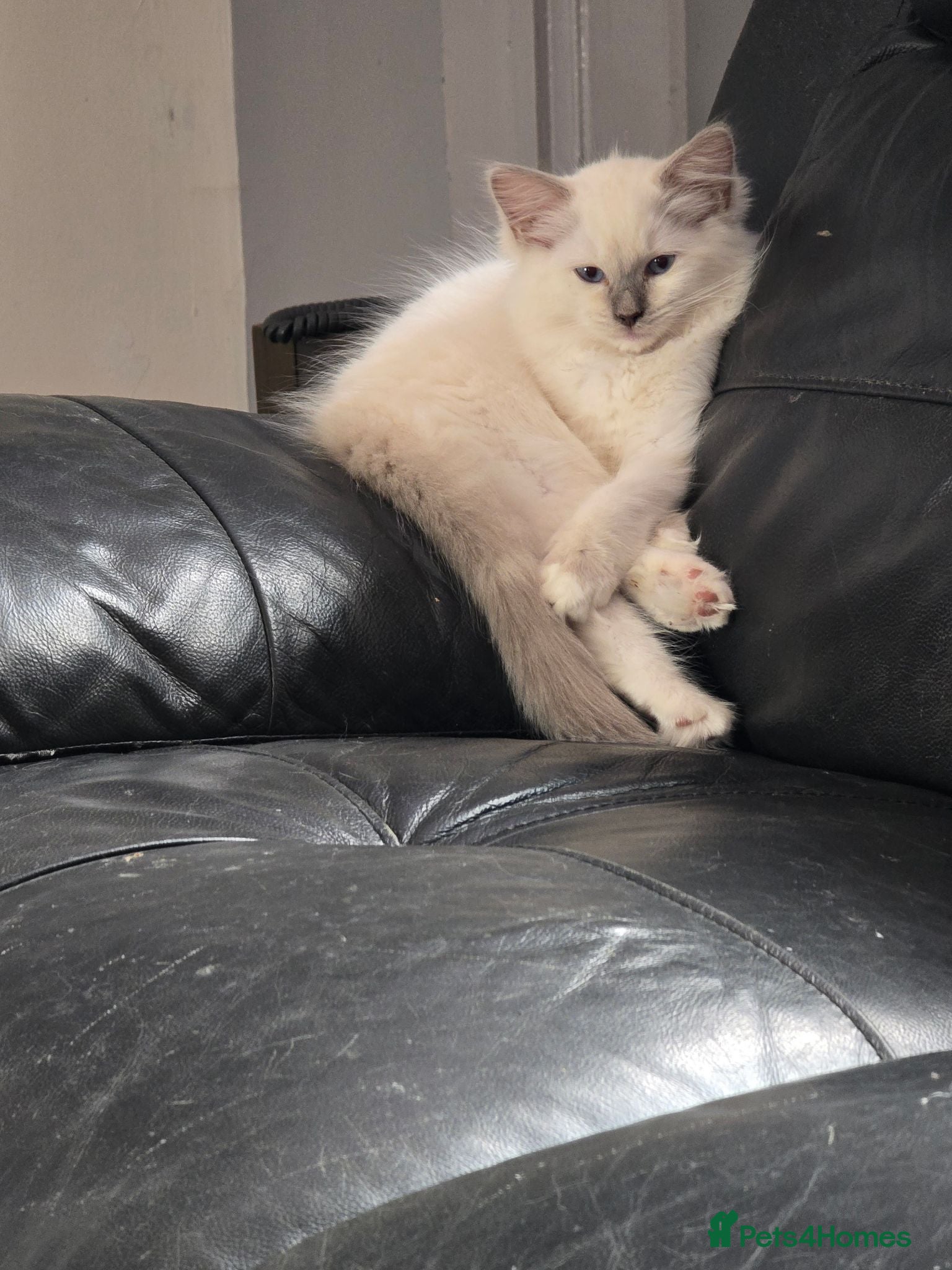 Ragdoll cats pedigree Ragdoll  - Advert 1