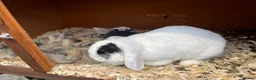Mini Lop rabbits for sale: Beautiful litter of mini lop babies for sale  - Advert 16