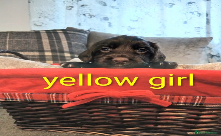 Sprocker dogs - Advert 1