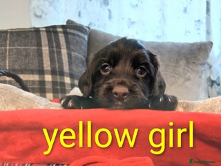 Sprocker dogs Sprocker puppies - Advert 3