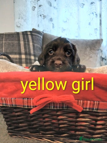 Sprocker dogs - Advert 1