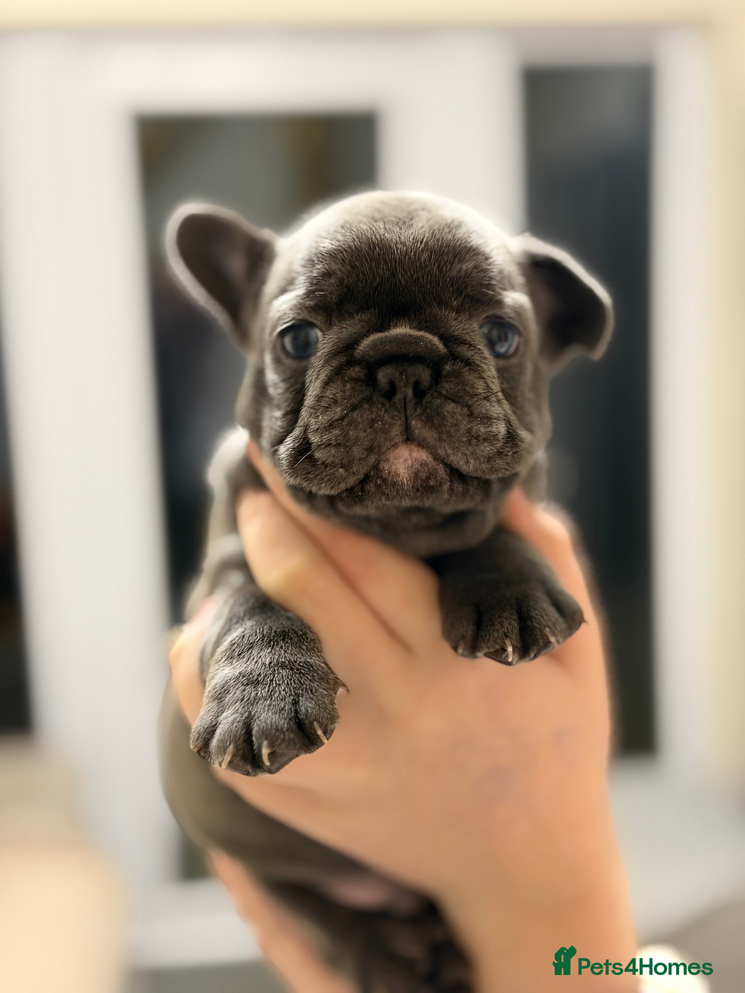 French Bulldog dogs 4 Puppies Available for Reservation - Advert 13