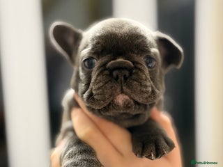 French Bulldog dogs 4 Puppies Available for Reservation - Advert 12