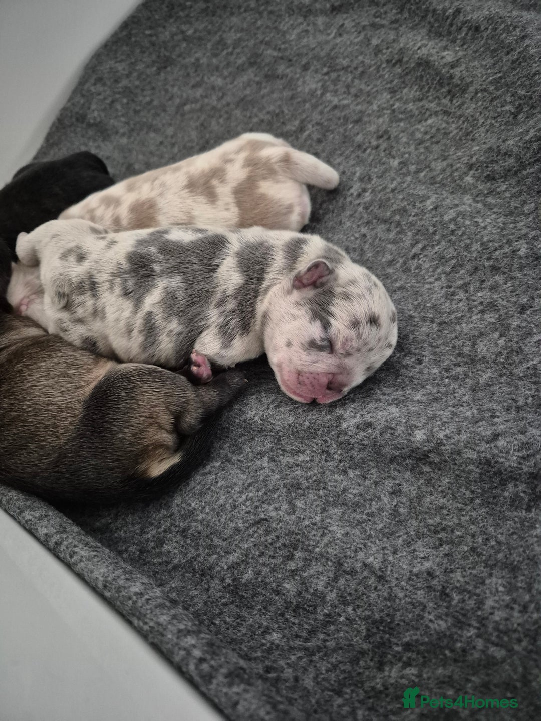 French Bulldog dogs for sale: 3 female french bulldogs - Advert 30