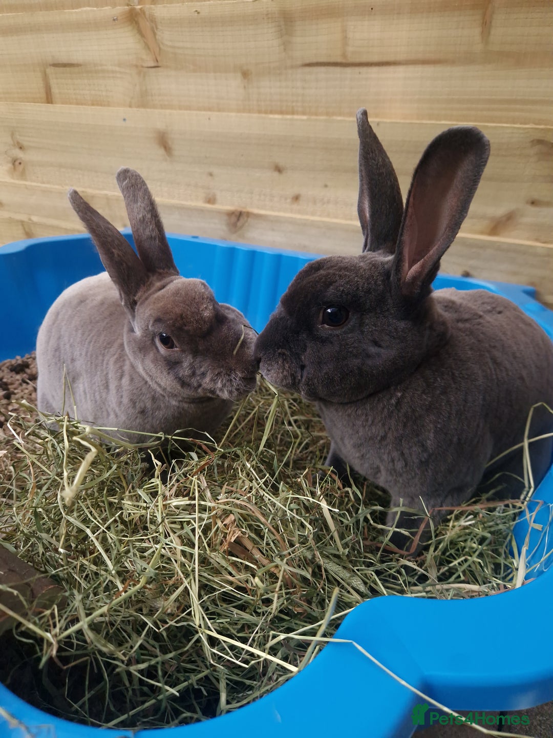 Rex rabbits for sale: Mini Rex Pair - Advert 3
