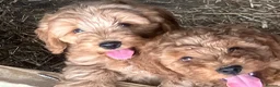 Cockapoo dogs for sale: Beautiful Cockapoos - Advert 12