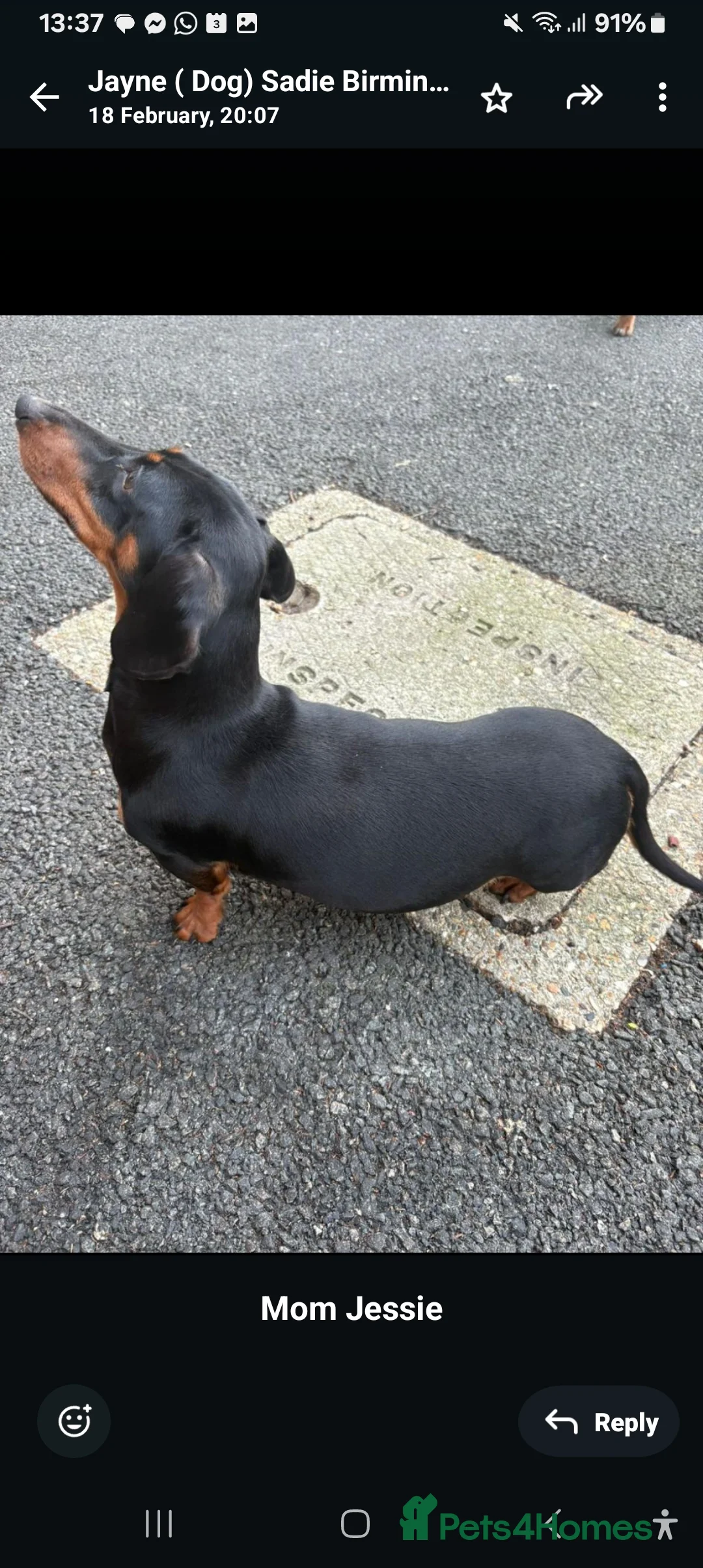 Doxiepoo dogs for sale: Gorgeous puppy for sale in Lincoln - Advert 2