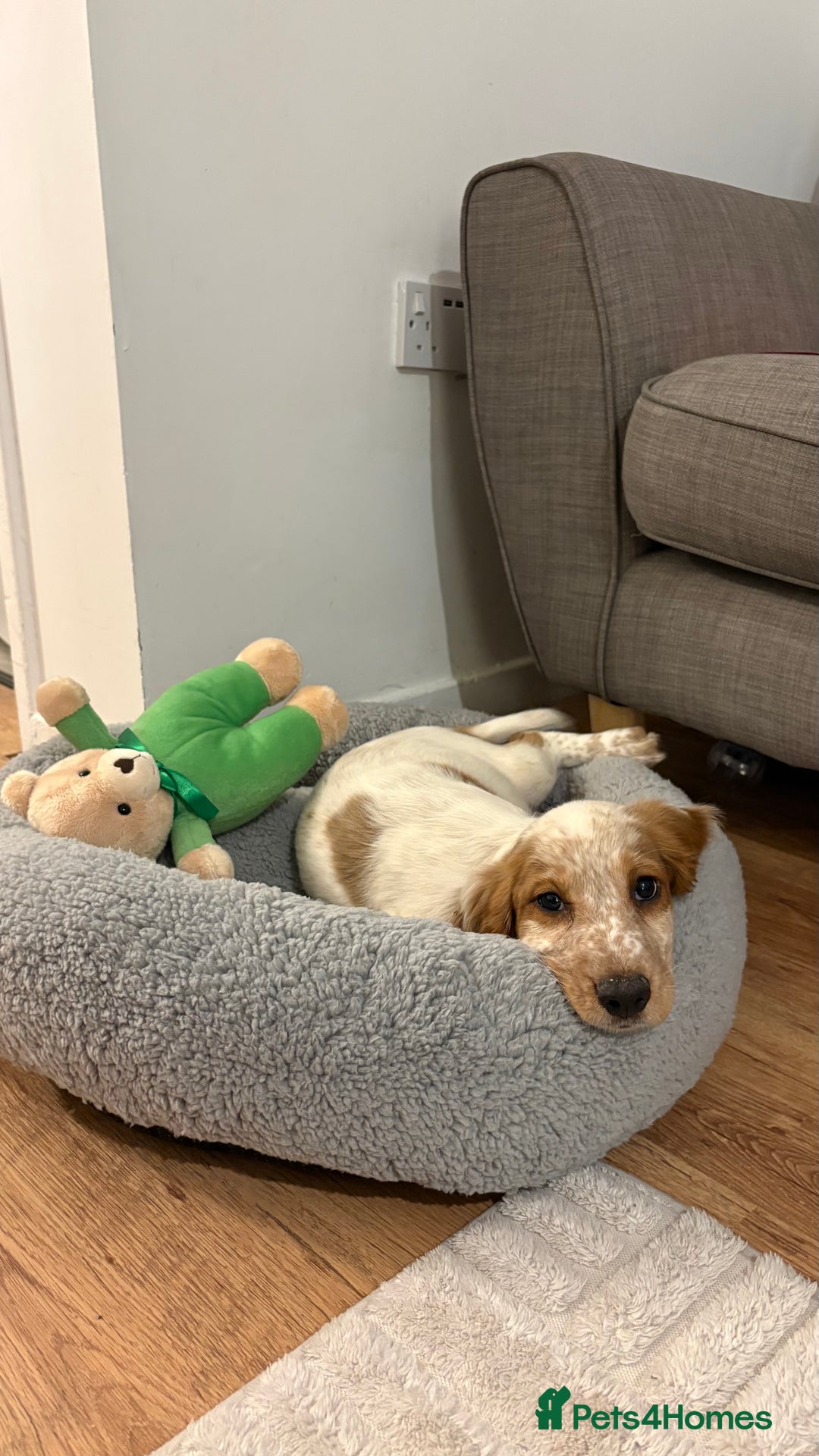 Cocker Spaniel dogs for sale: Winny - Advert 3