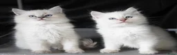 Ragdoll cats for sale: Ragdoll kittens - Advert 1
