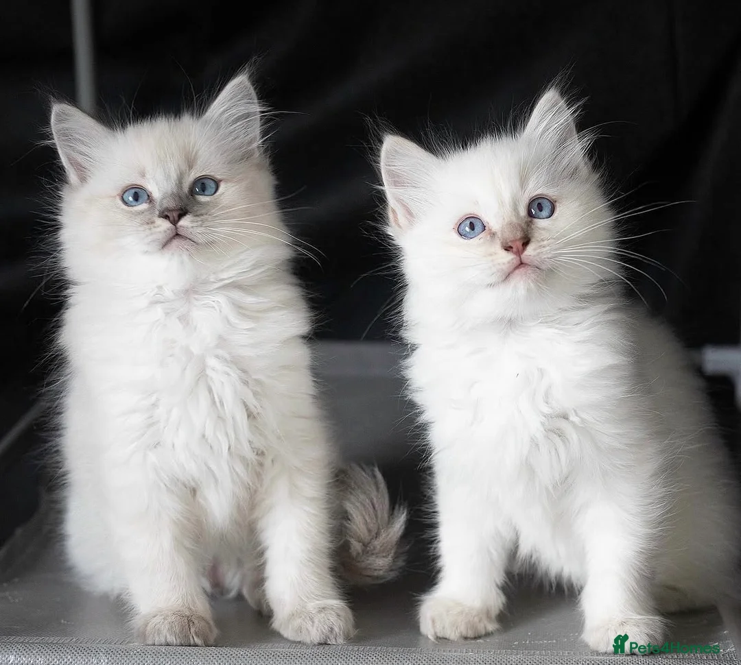 Ragdoll cats for sale: Ragdoll kittens - Advert 1