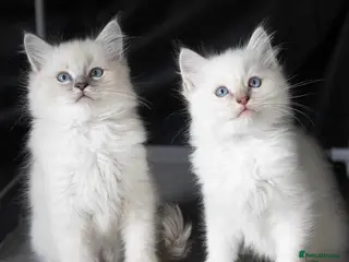 Ragdoll cats Ragdoll kittens - Advert 16