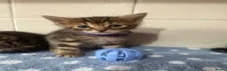 Bengal cats for sale: 🐾Stunning Bengal Kittens ready for Loving Homes🐾 - Advert 23