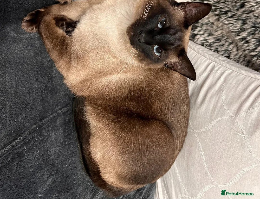 Siamese cats for sale: Seal Point Siamese cat in Birmingham - Advert 2