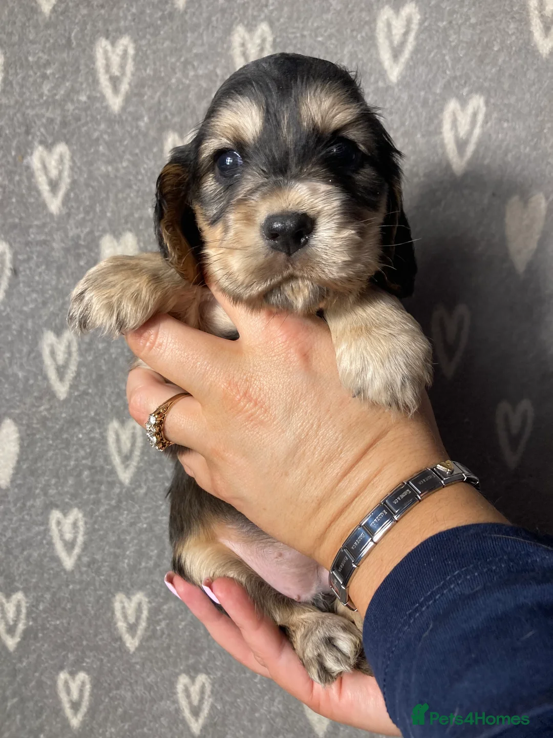 Cocker Spaniel dogs for sale: Show type cocker spaniels  - Advert 11