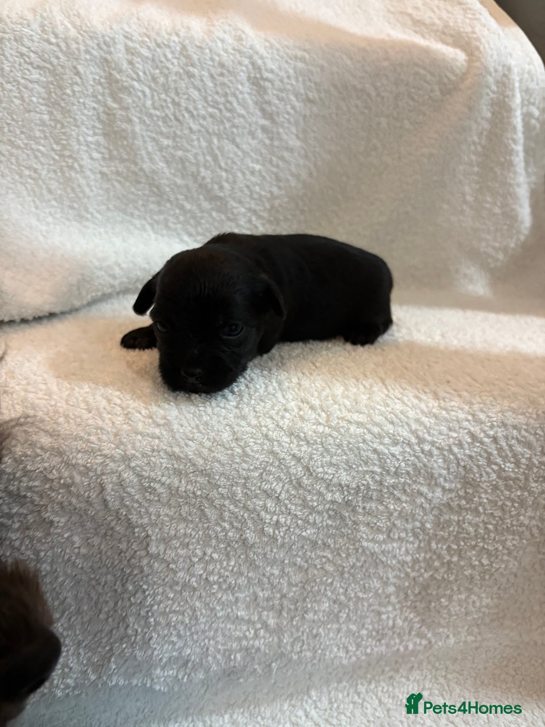 Yorkshire Terrier dogs for sale: Yorkshire terrier, terrier cross puppies - Advert 19